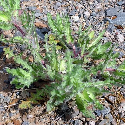 بذر خار مقدس