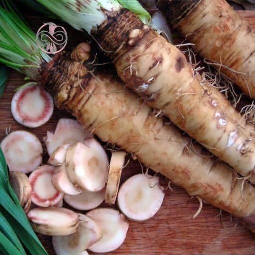 بذر هویج وحشی