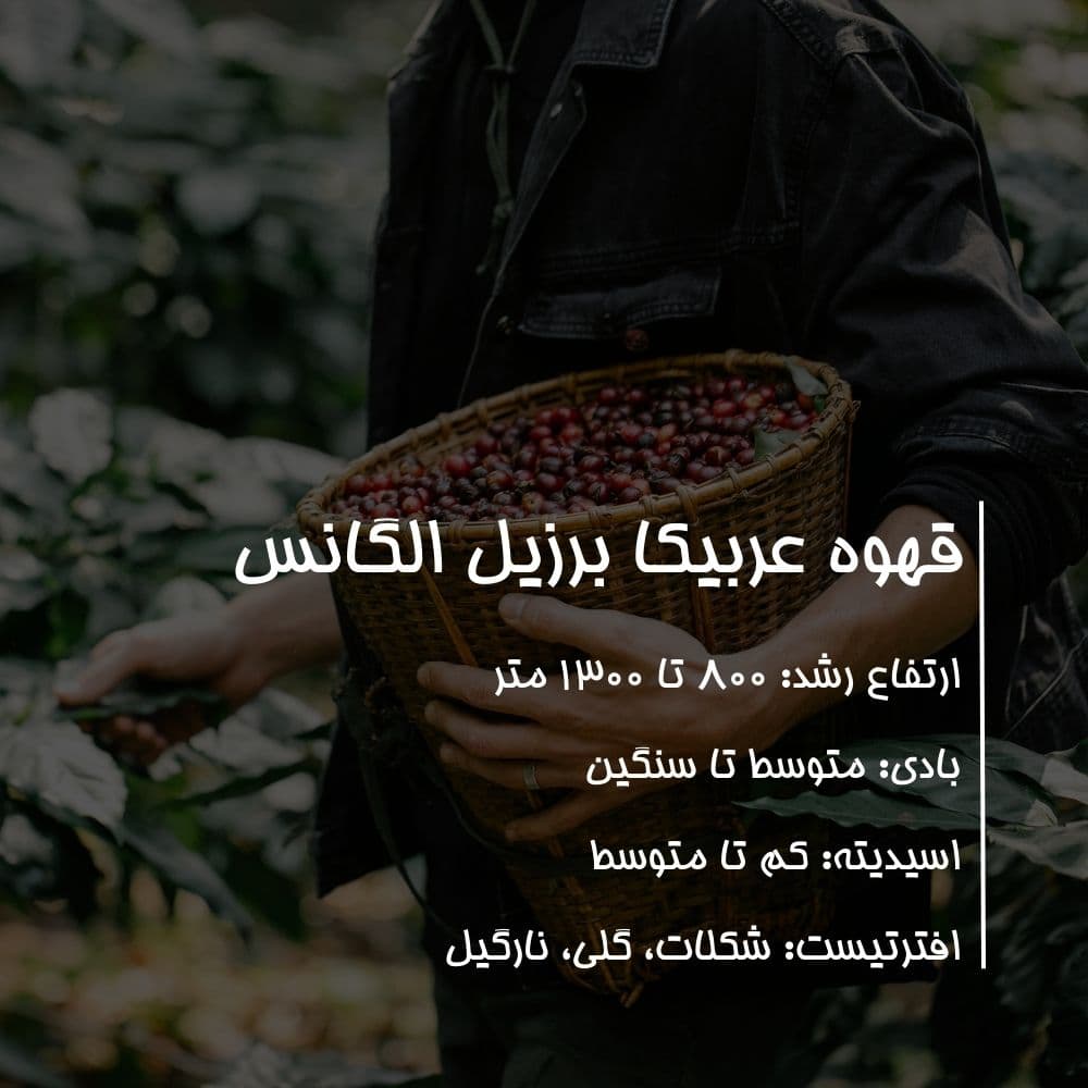 قهوه عربیکا برزیل الگانس – گرید پرمیوم